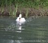 Avifauna lungo il Sile