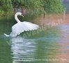Avifauna lungo il Sile