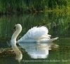 Avifauna lungo il Sile
