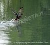 Avifauna lungo il Sile