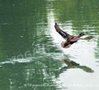 Avifauna lungo il Sile